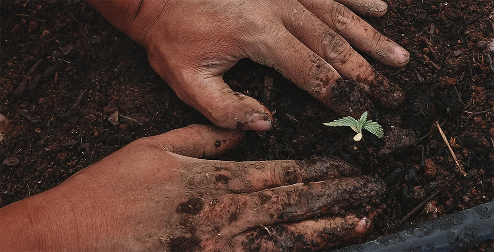 Arvesta, Alken Maes, Dossche Mills en Paniflower gaan samenwerking aan om carbon farming te lanceren